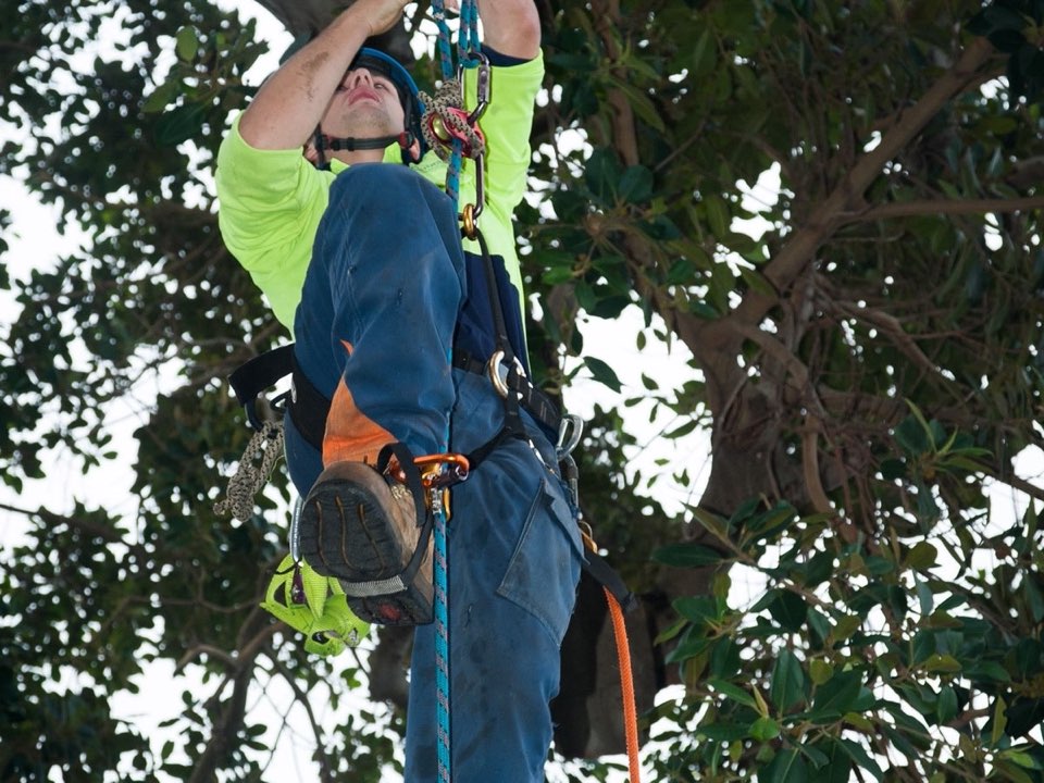 Qualified arborist working in a mature tree during a property survey in Shropshire